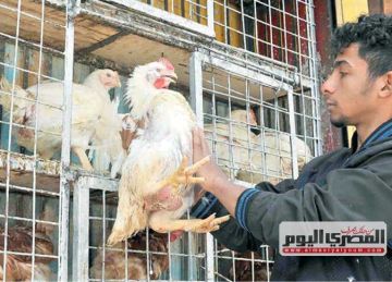 أول انخفاض في سعر الفراخ البيضاء الآن.. أسعار الدواجن اليوم الخميس 23-10-2025 للمستهلك أول انخفاض في سعر الفراخ البيضاء الآن.. أسعار الدواجن اليوم الخميس 23-10-2025 للمستهلك