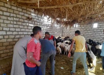 تحصين 22 ألف رأس ماشية بالحملة القومية ضد الحمى القلاعية والوادي المتصدع بالمنيا تحصين 22 ألف رأس ماشية بالحملة القومية ضد الحمى القلاعية والوادي المتصدع بالمنيا