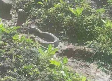 حقيقة ظهور أفعى الكوبرا في قرية بمحافظة الغربية حقيقة ظهور أفعى الكوبرا في قرية بمحافظة الغربية