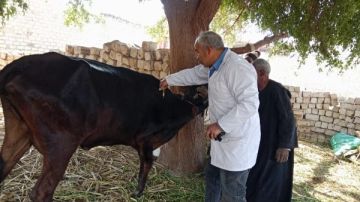  الزراعة تطلق الحملة القومية لتحصين الماشية ضد الحمى القلاعية والوادي المتصدع