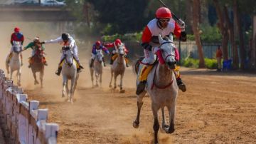 القاهرة تستضيف إحدى محطات كأس رئيس دولة الإمارات للخيول العربية الأصيلة