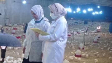 بيطري الشرقية: تحصين 254 ألف طائر ضد أنفلونزا الطيور والأمراض الوبائية