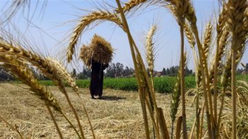 عاجل وفرت 780 مليون دولار خلال 7 أشهر.. خريطة جديدة لواردات الغذاء 2025 عاجل وفرت 780 مليون دولار خلال 7 أشهر.. خريطة جديدة لواردات الغذاء 2025