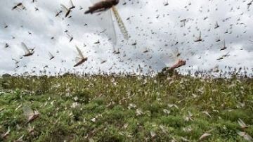 للحد من مخاطر انتشاره.. مصر تعزز التعاون الإقليمي في مكافحة الجراد الصحراوي للحد من مخاطر انتشاره.. مصر تعزز التعاون الإقليمي في مكافحة الجراد الصحراوي