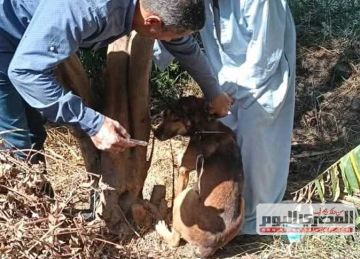 للقضاء على السعار .. إطلاق حملة لتحصين الكلاب الحرة بفوه في كفر الشيخ