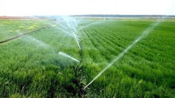 القانون يحدد ضوابط جديدة للحجر الزراعي لحماية الثروة النباتية