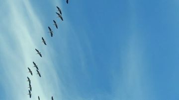 عودة الطيور المهاجرة إلى بحيرة القرعون.. مؤشر إيجابي لتحسن البيئة اللبنانية عودة الطيور المهاجرة إلى بحيرة القرعون.. مؤشر إيجابي لتحسن البيئة اللبنانية