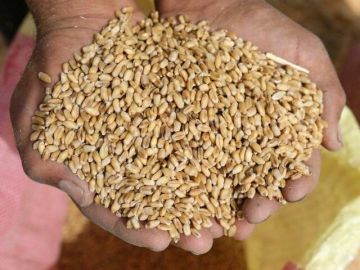 مصر تخفض وارداتها من القمح الروسي 39 إلى 1.1 مليون طن بالربع الثالث مصر تخفض وارداتها من القمح الروسي 39 إلى 1.1 مليون طن بالربع الثالث