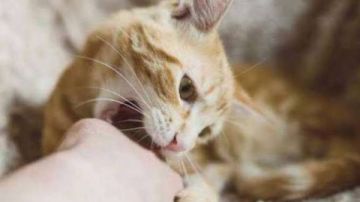 خربشة القطط تنقل السعار .. أمراض خطيرة قد تنتقل من الحيوانات إلى الإنسان وطرق الوقاية منها