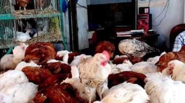 أسعار الدواجن في أسواق أسوان اليوم الخميس 23-10-2025 أسعار الدواجن في أسواق أسوان اليوم الخميس 23-10-2025