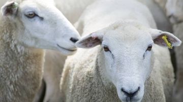 نائب الشيوخ: ضبط سوق اللحوم يحتاج رقابة صارمة وتفعيل القوانين لردع المحتكرين