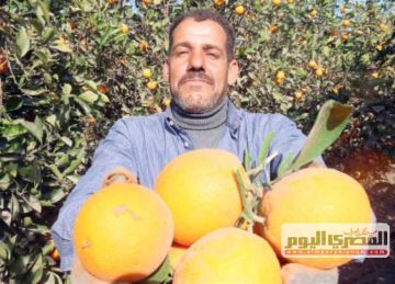 4 فواكه تعزز فيتامين سي عند مزجهم مع البرتقال