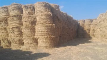 الزراعة: جمع وكبس 800 ألف طن قش أرز و2000 ندوة إرشادية لتوعية المزارعين الزراعة: جمع وكبس 800 ألف طن قش أرز و2000 ندوة إرشادية لتوعية المزارعين