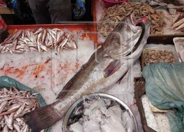 أسعار الأسماك بـ أسواق محافظة دمياط أسعار الأسماك بـ أسواق محافظة دمياط