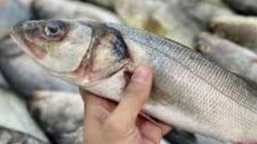 أسعار الأسماك الطازجة بأسواق الوادي الجديد اليوم الإثنين أسعار الأسماك الطازجة بأسواق الوادي الجديد اليوم الإثنين