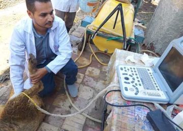 لتحسين السلالات.. إجراء المسح التناسلي والتلقيح لـ6584 رأس ماشية بالشرقية لتحسين السلالات.. إجراء المسح التناسلي والتلقيح لـ6584 رأس ماشية بالشرقية