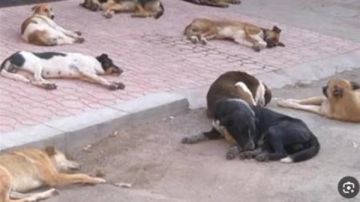 11 نفقوا.. القبض على المتهم بتسميم كلاب بشوارع حدائق الأهرام