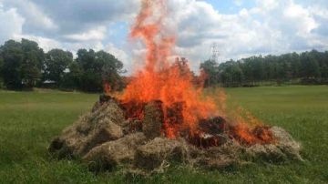 حرام شرعا.. الأزهر للفتوى يحذر المزارعين من حرق قش الأرز حرام شرعا.. الأزهر للفتوى يحذر المزارعين من حرق قش الأرز