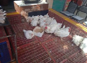 أسعار الدواجن اليوم 9 أكتوبر بمحافظة الغربية أسعار الدواجن اليوم 9 أكتوبر بمحافظة الغربية