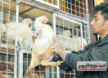 تراجع جديد في سعر الفراخ البيضاء.. كم سجلت أسعار الدواجن اليوم الاثنين 20 أكتوبر 2025؟