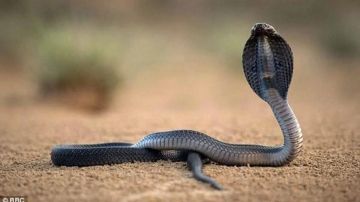 مصر.. الكوبرا تثير القلق في قرى المحلة