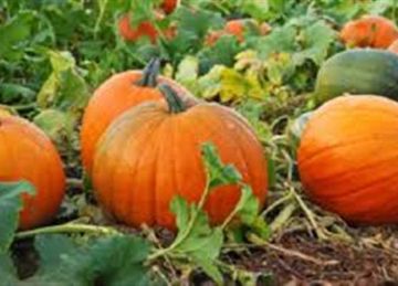 مهندس من كاليفورنيا يفوز بمسابقة اليقطين بقرعة تزن 2346 رطلا