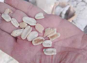 ضبط سلع غذائية فاسدة ومجهولة المصدر خلال حملة تموينية في بورسعيد ضبط سلع غذائية فاسدة ومجهولة المصدر خلال حملة تموينية في بورسعيد