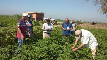 زراعة الوادي الجديد: تنفيذ مبادرة إزرع للعام الرابع على التوالي
