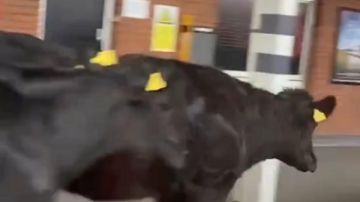 قطيع أبقار يقتحم محطة قطار في المملكة المتحدة شاهد