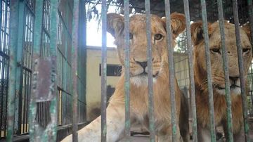 إعدام رحيم .. وزير الزراعة يكشف تفاصيل نفوق 13 أسدا بسبب مرض معد بحديقة الحيوان إعدام رحيم .. وزير الزراعة يكشف تفاصيل نفوق 13 أسدا بسبب مرض معد بحديقة الحيوان
