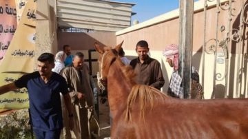 الكشف وإجراء العمليات البيطرية على 3497 رأس حيوانية فى القافلة الطبية بمدينة الحمام