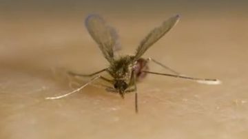 بعد وفاة طفل أردني بلدغة ذبابة الرمل السوداء .. أعراض اللدغة وطرق الوقاية منها بعد وفاة طفل أردني بلدغة ذبابة الرمل السوداء .. أعراض اللدغة وطرق الوقاية منها