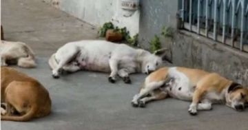 تحريات لكشف ملابسات العثور على كلاب نافقة بحدائق الأهرام تحريات لكشف ملابسات العثور على كلاب نافقة بحدائق الأهرام