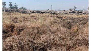 خوفا من الحرائق.. حملة لإزالة الحشائش والعاقول بمعابد الكرنك لحماية التراث الفرعوني بالأقصر