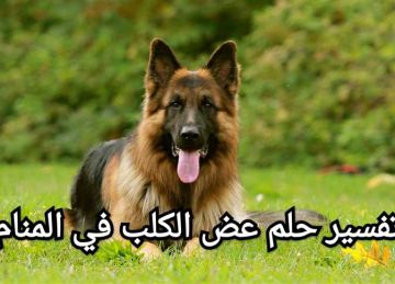 للمتزوجة والعزباء.. تفسير حلم رؤية عضة الكلب في المنام