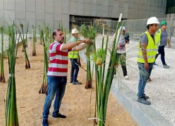 من القراموص إلى الجيزة.. بردي الشرقية يزهر في قلب المتحف المصري الكبير