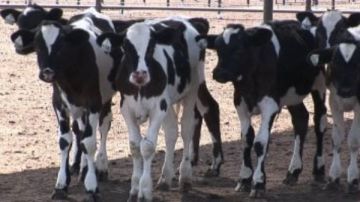 فتح باب التقديم لمشروعات التسمين المدعمة لشباب الخريجين بالوادى الجديد