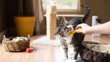 البيطريين تدعو لنشر ثقافة الرحمة والتعايش السلمي مع الحيوانات