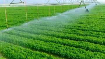 أمن غذائي.. خبير بمركز البحوث الزراعية: مستقبل مصر مشروع الخير لبلادنا أمن غذائي.. خبير بمركز البحوث الزراعية: مستقبل مصر مشروع الخير لبلادنا