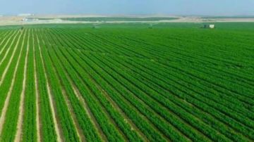 الزملوط: تنمية شاملة في الوادي الجديد وزراعة 5 ملايين نخلة بنهاية العام الجاري الزملوط: تنمية شاملة في الوادي الجديد وزراعة 5 ملايين نخلة بنهاية العام الجاري