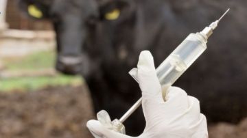 بيطري الأقصر يعالج 2000 رأس ويجري تلقيحا صناعيا لـ1114 أنثى ماشية بيطري الأقصر يعالج 2000 رأس ويجري تلقيحا صناعيا لـ1114 أنثى ماشية