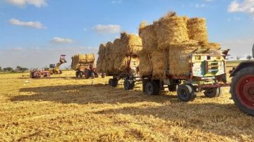 لمنع السحابة السوداء بالشرقية.. تجميع 107 أطنان قش أرز منذ بداية الحصاد لمنع السحابة السوداء بالشرقية.. تجميع 107 أطنان قش أرز منذ بداية الحصاد