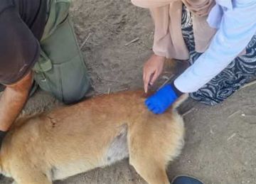 حملات ميدانية لتحصين الكلاب الضالة ضد مرض السعار بالعاشر من رمضان حملات ميدانية لتحصين الكلاب الضالة ضد مرض السعار بالعاشر من رمضان