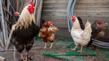 استقرار نسبي في أسعار الدواجن والطيور.. والبيض يحافظ على توازنه