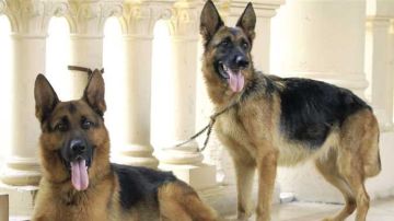 التصالح المشروط.. قانون حيازة الحيوانات الخطرة يضع ضوابط جديدة لإنهاء النزاعات