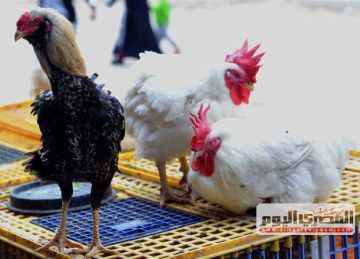 سعر الفراخ البيضاء بالأسواق والمحال بعد آخر تراجع.. أسعار الدواجن اليوم الثلاثاء 28-10-2025 سعر الفراخ البيضاء بالأسواق والمحال بعد آخر تراجع.. أسعار الدواجن اليوم الثلاثاء 28-10-2025