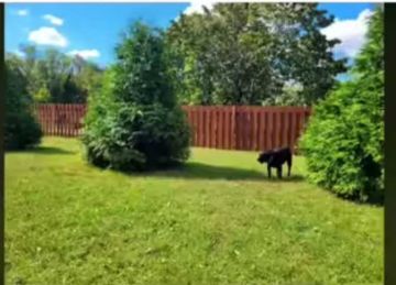 هل أنت قوي الملاحظة؟.. أعثر على الكلب المخفي في 10 ثواني فقط