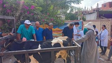 إطلاق قافلة بيطرية لفحص وعلاج 1000 رأس ماشية بالجيزة