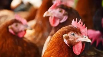 استقرار أسعار الدواجن والبيض بأسواق الوادي الجديد