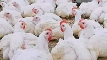 رئيس الشعبة: انخفاض أسعار الدواجن له تداعيات خطيرة مستقبلا وسيفاقم الأزمة